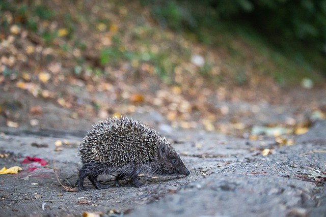 也可能在更 也可能在更